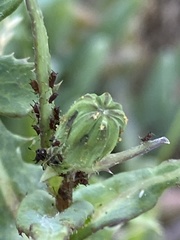 Uroleucon sonchi