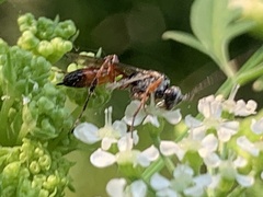 Agrothereutina