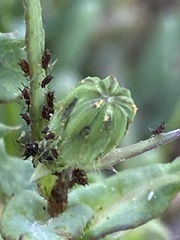 Uroleucon sonchi