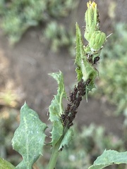 Uroleucon sonchi
