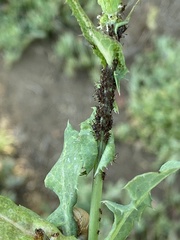 Uroleucon sonchi