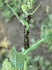 Uroleucon sonchi