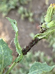 Uroleucon sonchi