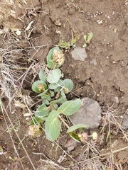 Asclepias cryptoceras davisii