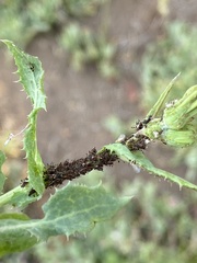 Uroleucon sonchi