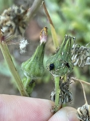 Uroleucon sonchi