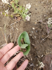 Asclepias cryptoceras davisii