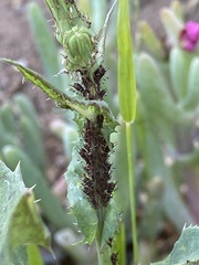 Uroleucon sonchi