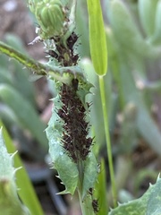 Uroleucon sonchi