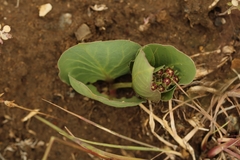 Asclepias cryptoceras davisii