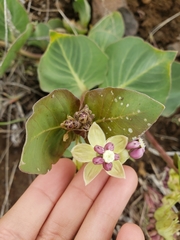 Asclepias cryptoceras davisii