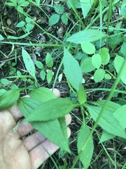 Rudbeckia terranigrae