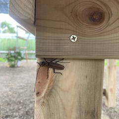 Aegolipton marginale