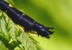 Hylogomphus abbreviatus