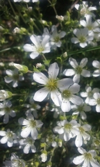 Arenaria grandiflora