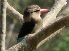 Halcyon albiventris