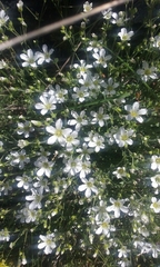 Arenaria grandiflora