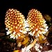 Balanophora fungosa indica - Photo (c) Yercaud-elango, some rights reserved (CC BY-SA)