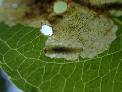 Orchestes pallicornis