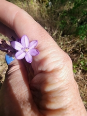 Dichelostemma multiflorum