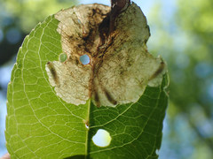 Orchestes pallicornis