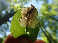 Orchestes pallicornis