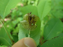 Orchestes pallicornis