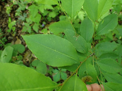 Orchestes pallicornis