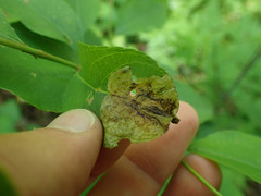 Orchestes pallicornis