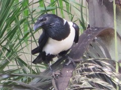 Corvus albus