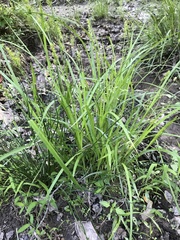 Carex laevivaginata