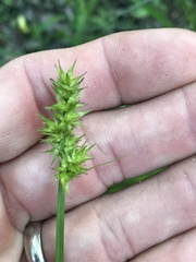 Carex laevivaginata
