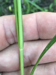 Carex laevivaginata