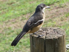 Laniarius ferrugineus