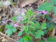 Hedeoma costata