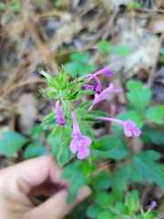 Hedeoma costata