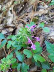 Hedeoma costata