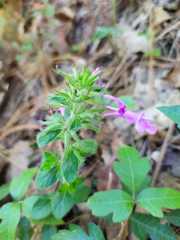 Hedeoma costata