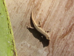 Lygodactylus capensis