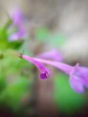 Hedeoma costata