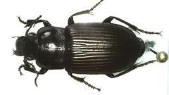Anisodactylus signatus