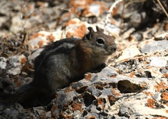 Callospermophilus lateralis certus
