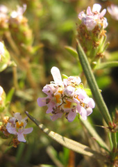 Melanospermum foliosum image