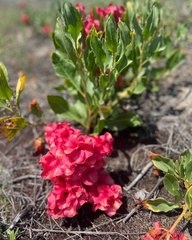 Rumex venosus