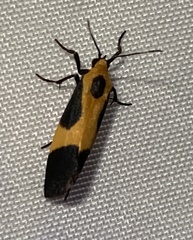 Cisthene kentuckiensis