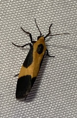 Cisthene kentuckiensis