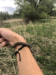 Thamnophis elegans vagrans