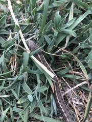 Thamnophis elegans vagrans