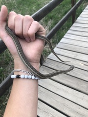 Thamnophis elegans vagrans