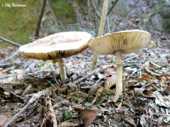 Macrolepiota bonaerensis